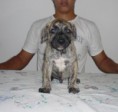 /album/galeria-de-fotos-ninhada-c1-scooby-doo-x-cheetara-de-la-fogueira-/a2-macho-tirado-longo-1-jpg1/